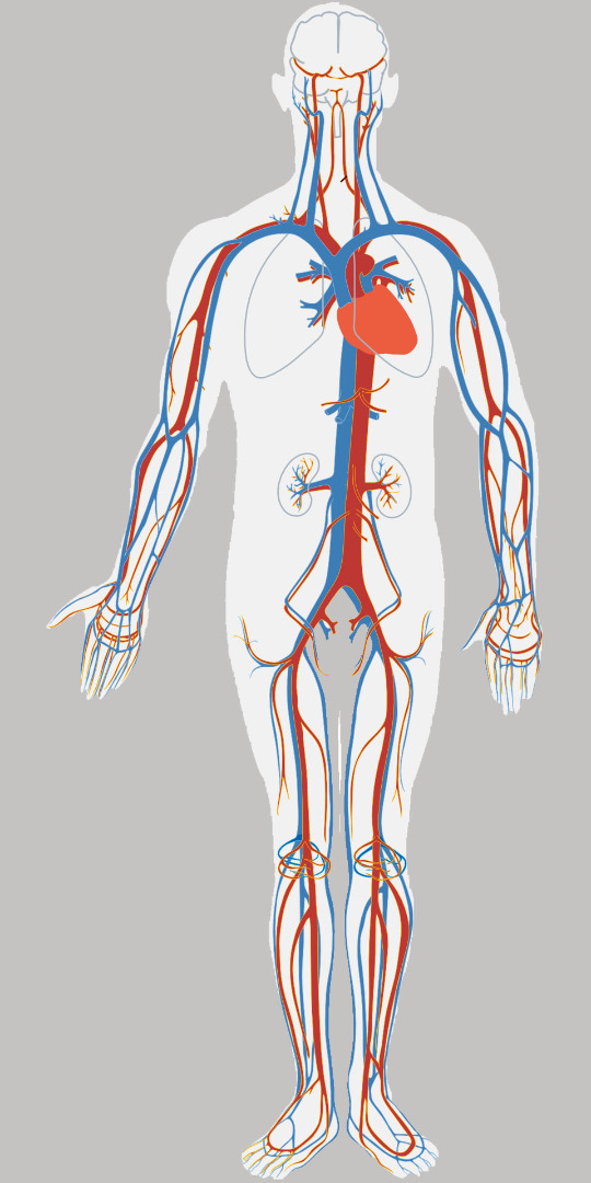 Das Gefäßsystem des Menschen - zum Vergrößern anklicken